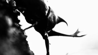 カブトムシにバナナトラップ！